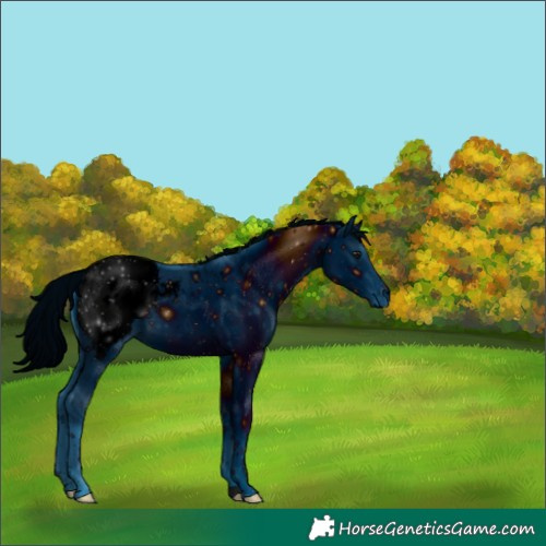 Horse Color:ERROR: UNKNOWN ANOMALY