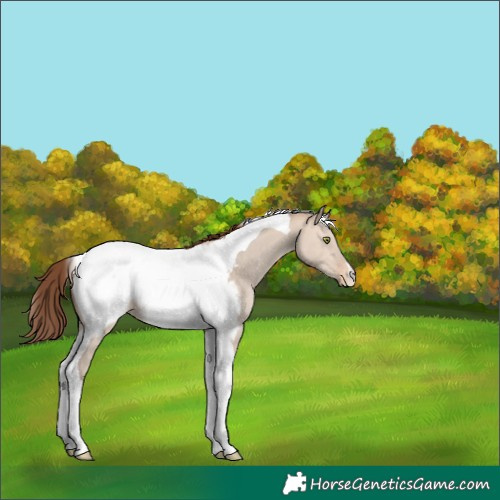 Horse Color:Amber Champagne Dun Tobiano Appaloosa 