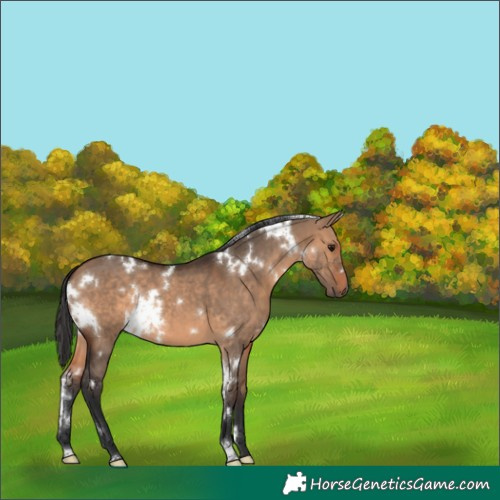 Horse Color:White Spotted Brown Dun 