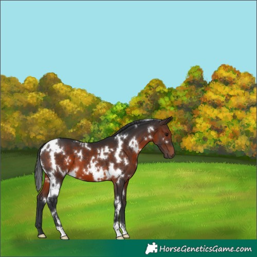Horse Color:White Spotted Brown 