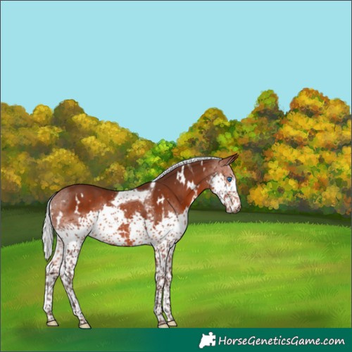 Horse Color:White Spotted Silver Brown Splash Tobiano 