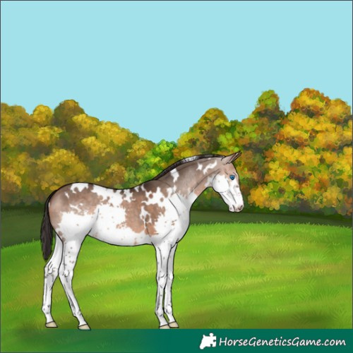 Horse Color:White Spotted Brown Dun Splash 