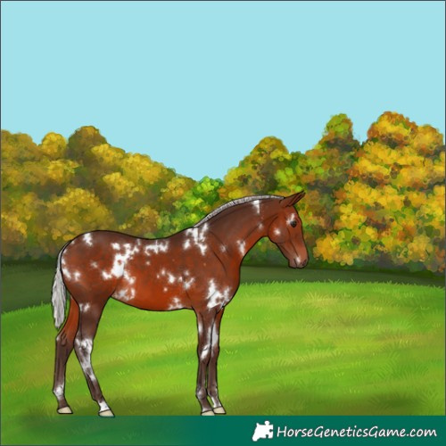 Horse Color:White Spotted Silver Brown 