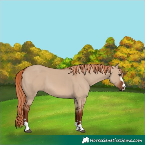 Horse Color:Red Dun 