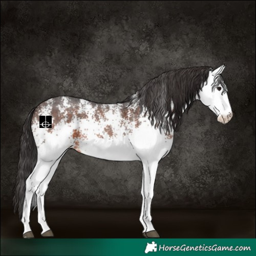 Horse Color:White Spotted Brown Appaloosa 
