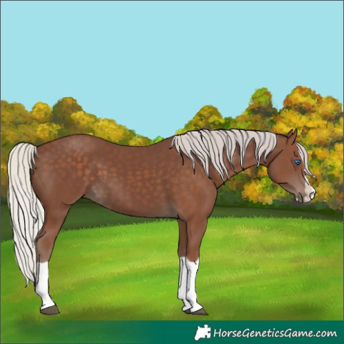 Horse Color:Silver Black Splash