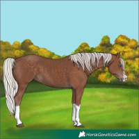 Horse Color:Silver Black Splash 