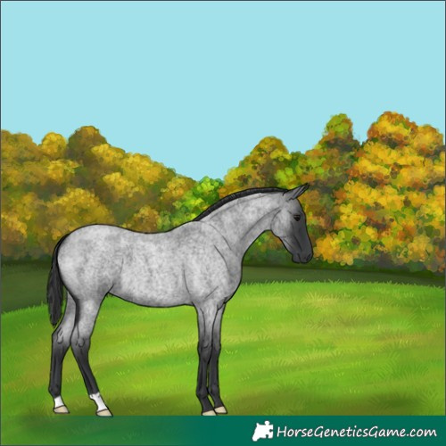 Horse Color:Blue Roan 