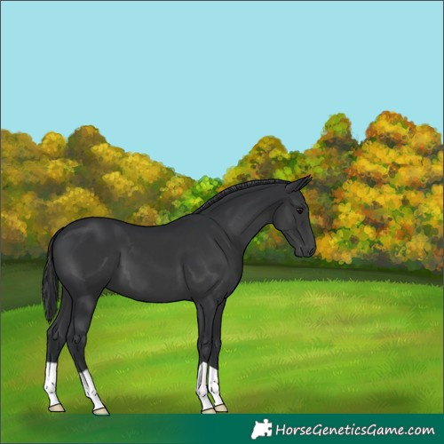 Horse Color:Black 