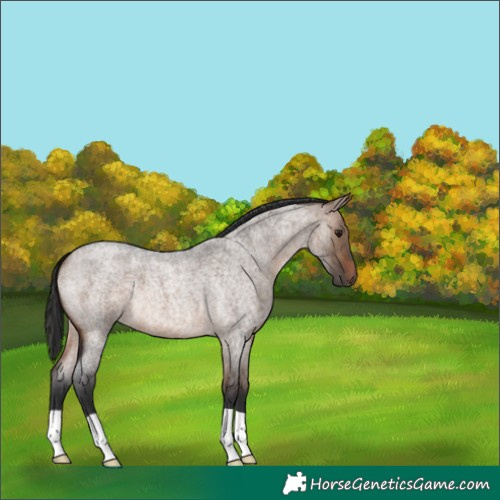 Horse Color:Brown Roan Dun 