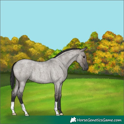 Horse Color:Grullo Roan 