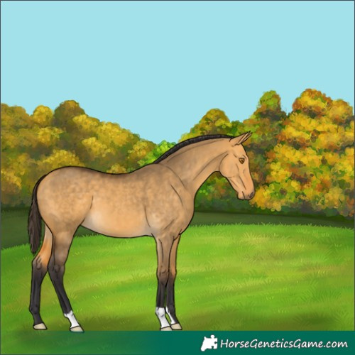 Horse Color:Buckskin Dun 