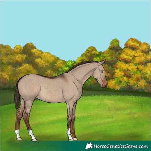 Horse Color:Liver Red Dun 