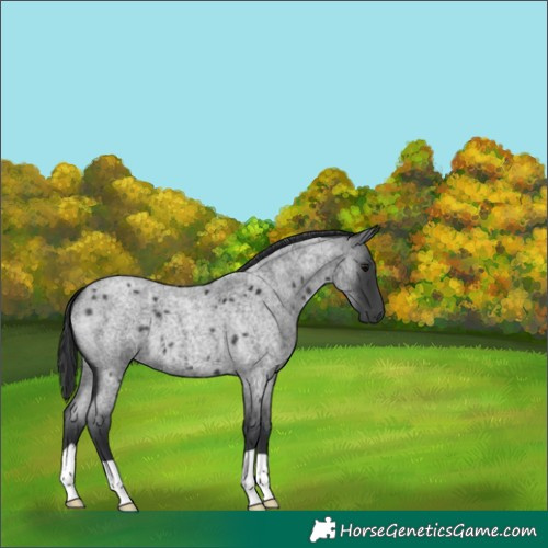 Horse Color:Blue Roan 