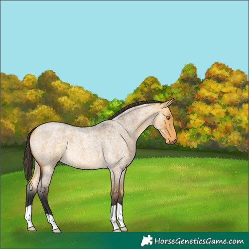 Horse Color:Buckskin Roan Dun 