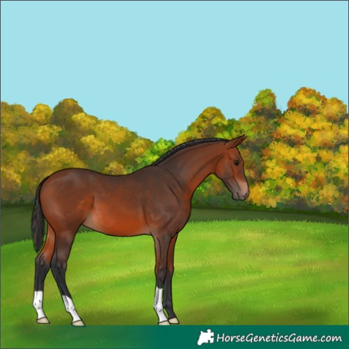 Horse Color:Bay 