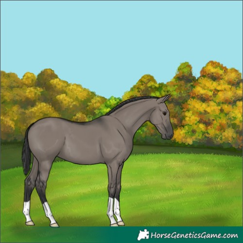 Horse Color:Grullo 