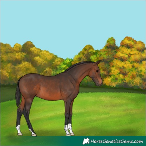 Horse Color:Brown 