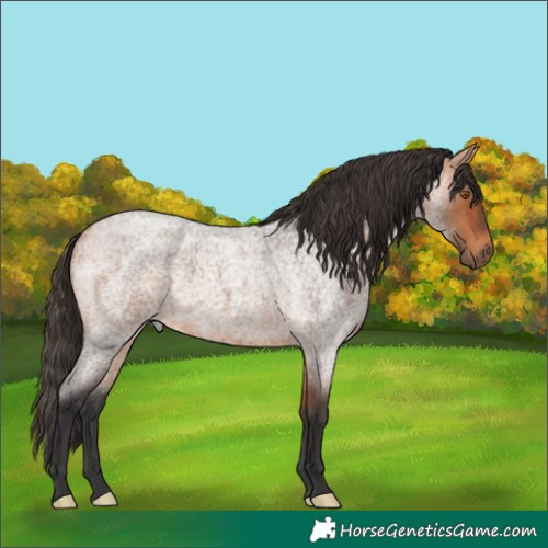 Horse Color:Bay Roan 
