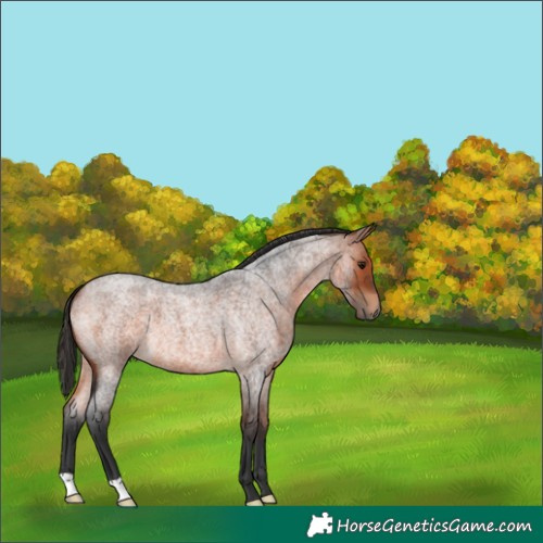 Horse Color:Bay Roan 