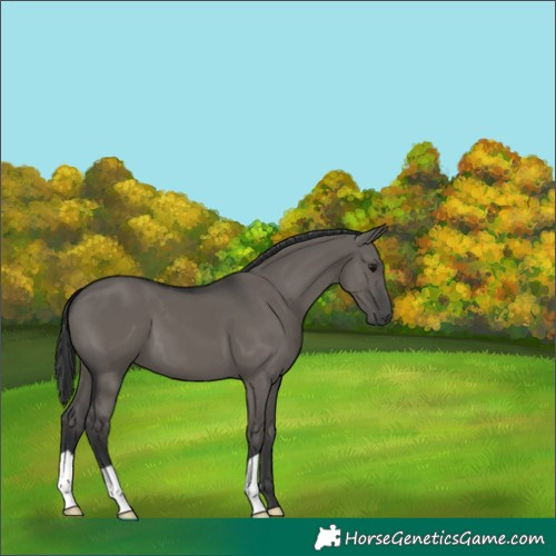 Horse Color:Grullo 