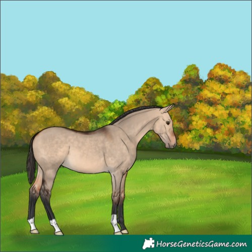 Horse Color:Bay Dun 