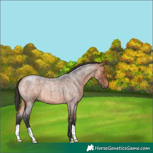 Horse Color:Bay Roan 