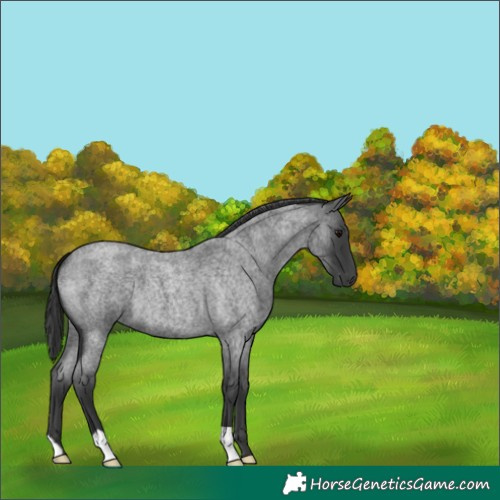 Horse Color:Blue Roan 