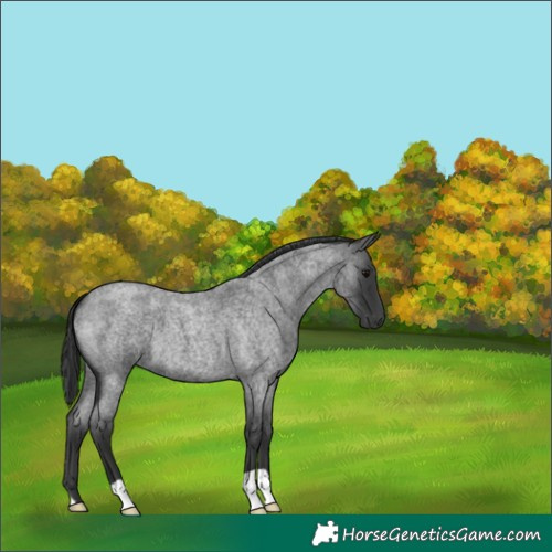 Horse Color:Blue Roan 