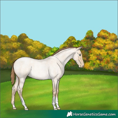 Horse Color:Smoky Grullo Roan Pearl 