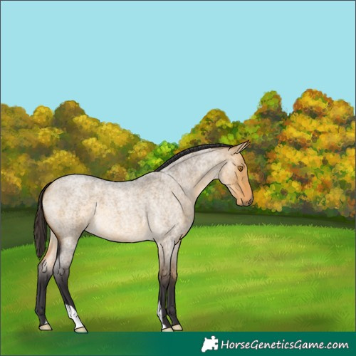 Horse Color:Buckskin Roan Dun 