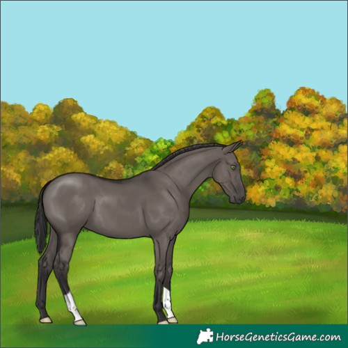 Horse Color:Smoky Grullo 