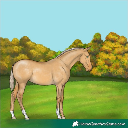 Horse Color:Palomino Dun 