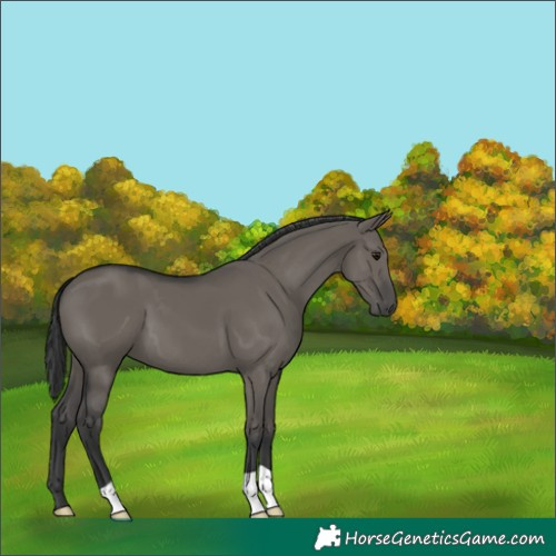 Horse Color:Grullo 
