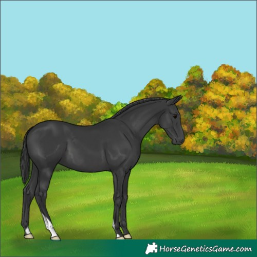 Horse Color:Black 