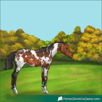 Horse Color:White Spotted Bay 