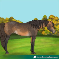 Horse Color:Buckskin 