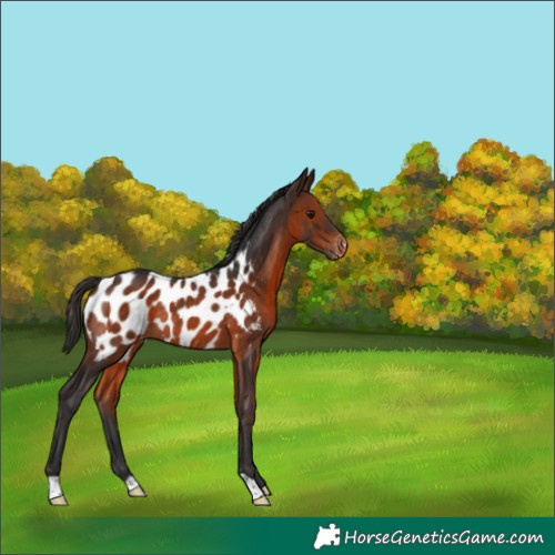 Horse Color:Brown Appaloosa Rabicano 