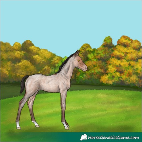 Horse Color:Sable Champagne Roan 
