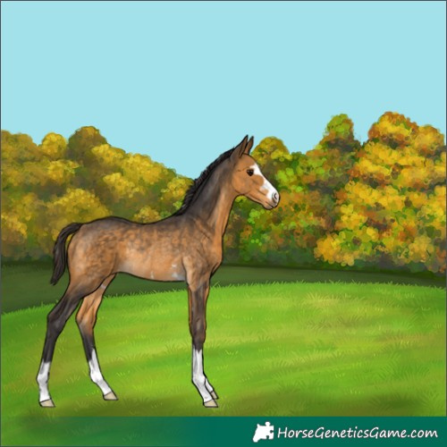 Horse Color:Buckskin Rabicano 