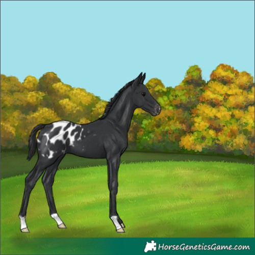Horse Color:Black Appaloosa 