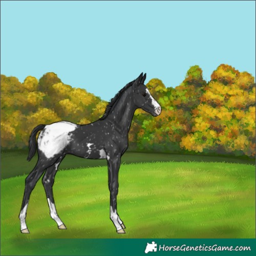 Horse Color:Black Appaloosa 