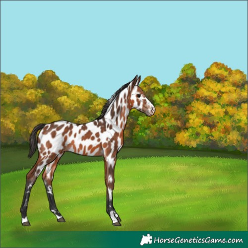 Horse Color:Bay Leopard 