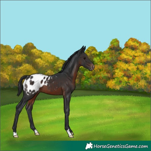 Horse Color:Brown Appaloosa 