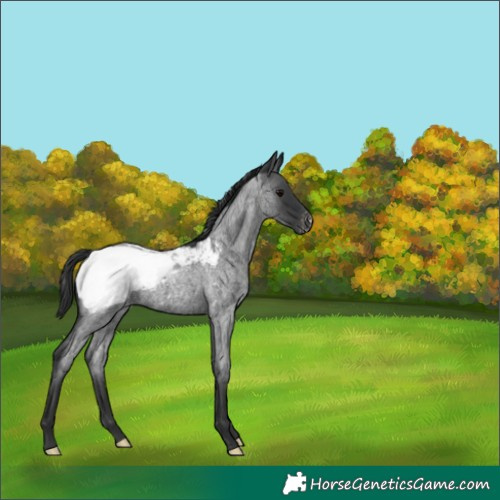 Horse Color:Blue Roan Snowcap 