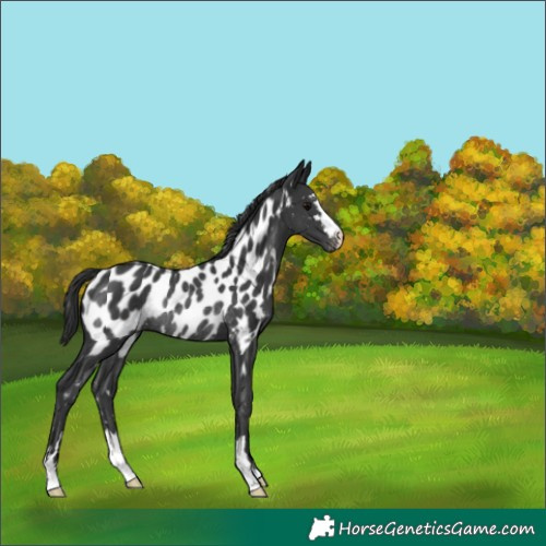 Horse Color:Black Near Leopard Rabicano 