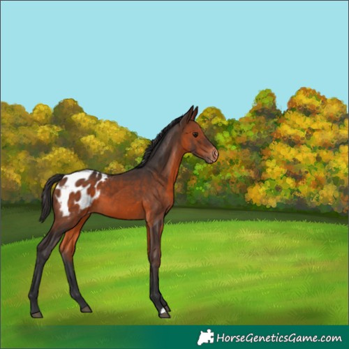 Horse Color:Brown Appaloosa 