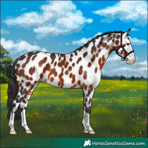 Horse Color:Brown Appaloosa 