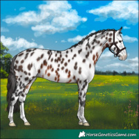 Horse Color:Brown Appaloosa 
