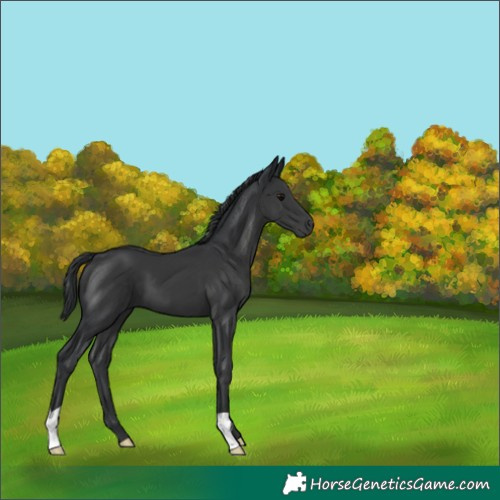 Horse Color:Black 